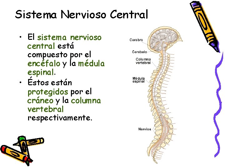 Sistema Nervioso Central • El sistema nervioso central está compuesto por el encéfalo y