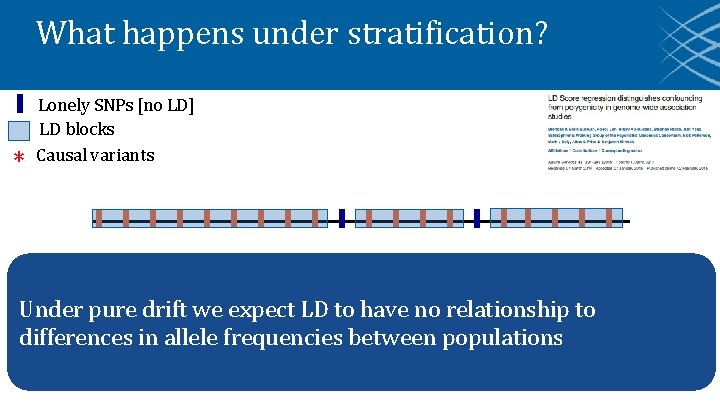 What happens under stratification? * Lonely SNPs [no LD] LD blocks Causal variants Under