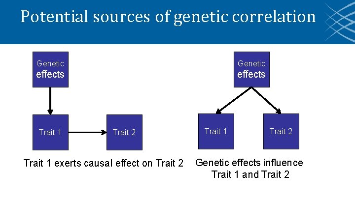 Potential sources of genetic correlation Genetic effects Trait 1 Trait 2 Trait 1 exerts