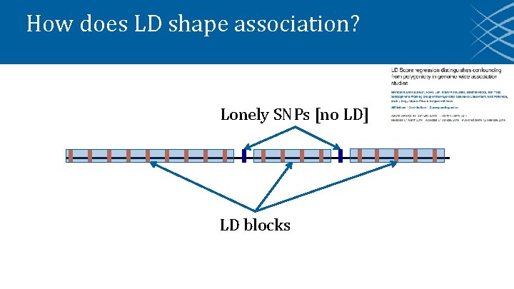 How does LD shape association? Lonely SNPs [no LD] LD blocks 