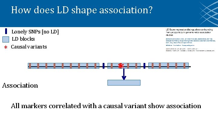 How does LD shape association? * Lonely SNPs [no LD] LD blocks Causal variants