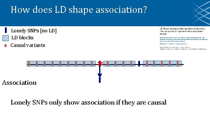 How does LD shape association? * Lonely SNPs [no LD] LD blocks Causal variants