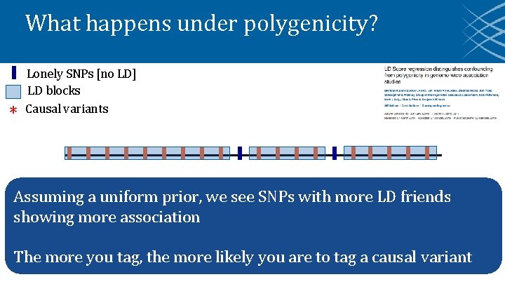 What happens under polygenicity? * Lonely SNPs [no LD] LD blocks Causal variants Assuming