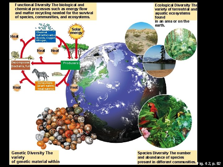 Functional Diversity The biological and chemical processes such as energy flow and matter recycling