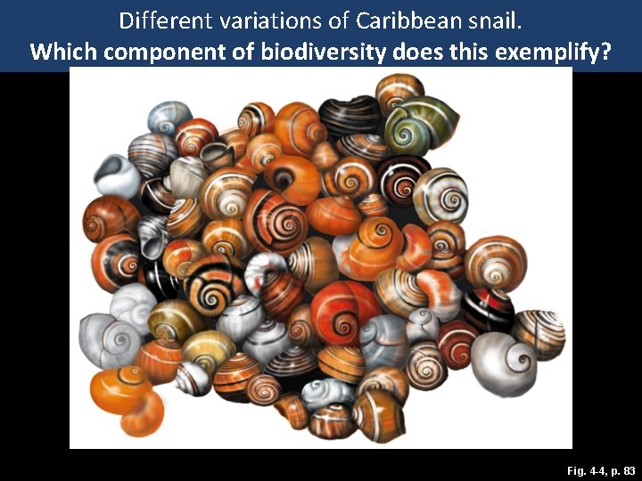 Different variations of Caribbean snail. Which component of biodiversity does this exemplify? Fig. 4