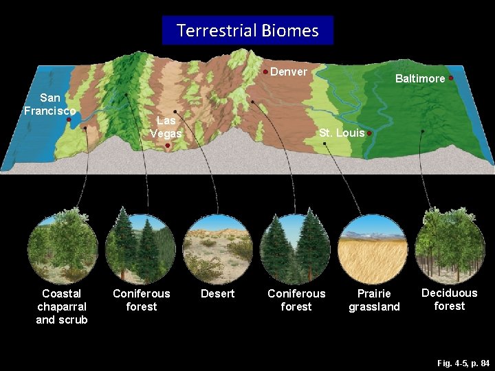 Terrestrial Biomes Denver San Francisco Coastal mountain ranges Coastal chaparral and scrub Las Vegas