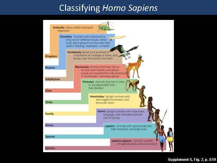 Classifying Homo Sapiens Supplement 5, Fig. 2, p. S 19 