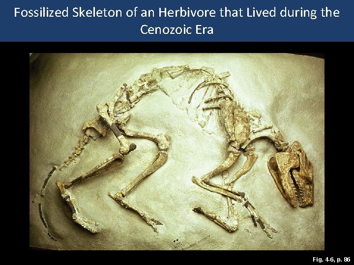 Fossilized Skeleton of an Herbivore that Lived during the Cenozoic Era Fig. 4 -6,