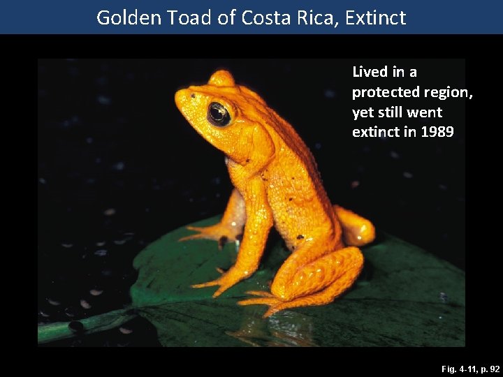 Golden Toad of Costa Rica, Extinct Lived in a protected region, yet still went