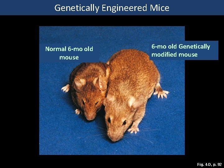 Genetically Engineered Mice Normal 6 -mo old mouse 6 -mo old Genetically modified mouse