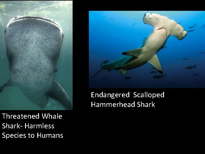 Endangered Scalloped Hammerhead Shark Threatened Whale Shark- Harmless Species to Humans 
