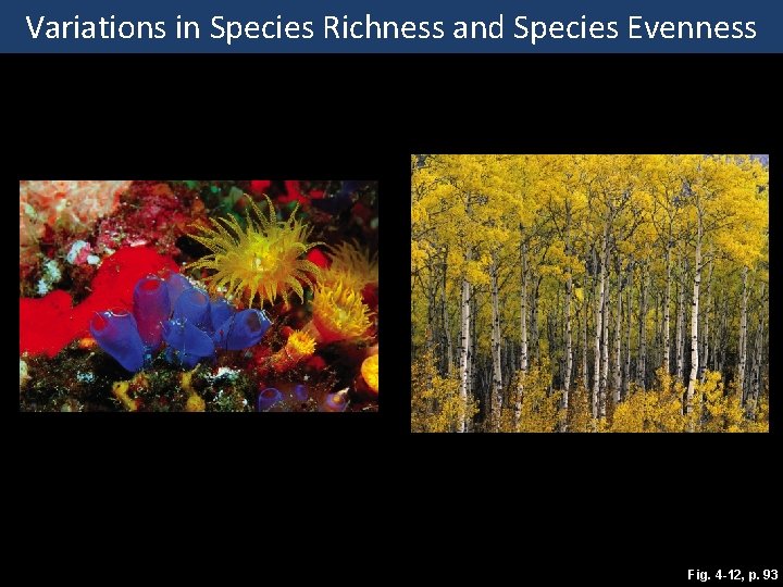 Variations in Species Richness and Species Evenness Fig. 4 -12, p. 93 