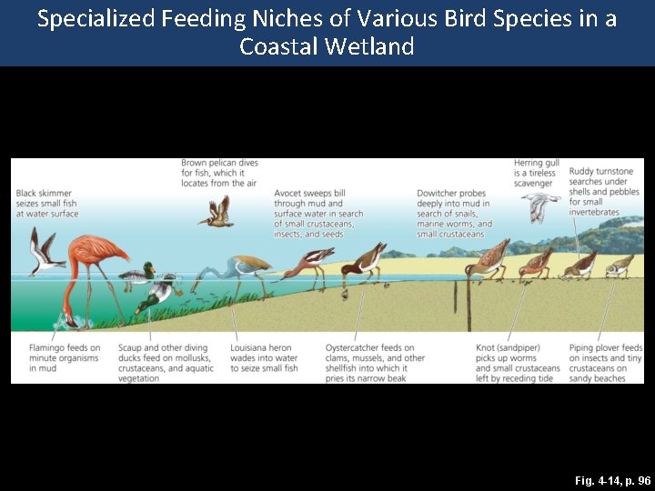 Specialized Feeding Niches of Various Bird Species in a Coastal Wetland Fig. 4 -14,