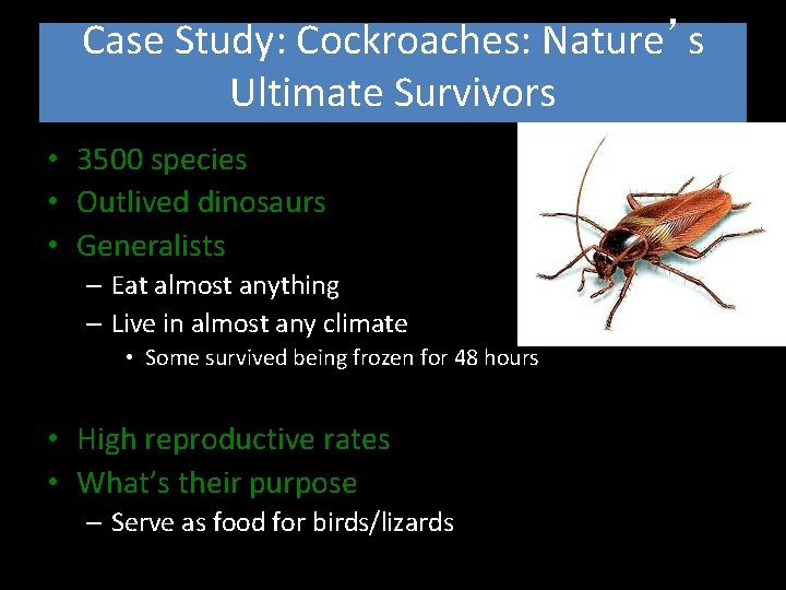 Case Study: Cockroaches: Nature’s Ultimate Survivors • 3500 species • Outlived dinosaurs • Generalists