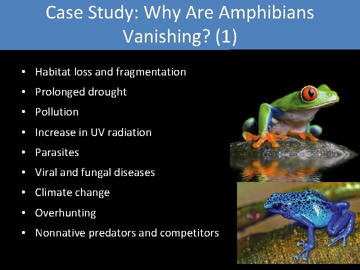 Case Study: Why Are Amphibians Vanishing? (1) • Habitat loss and fragmentation • Prolonged