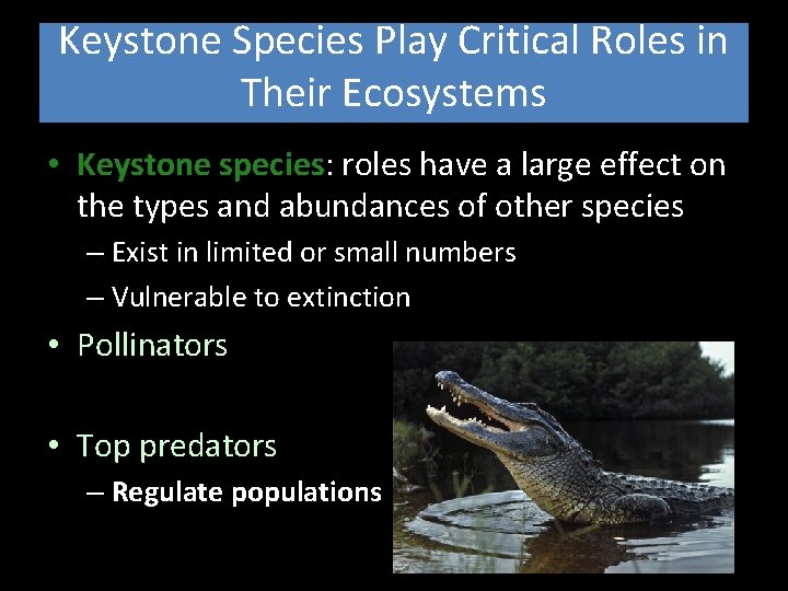 Keystone Species Play Critical Roles in Their Ecosystems • Keystone species: roles have a