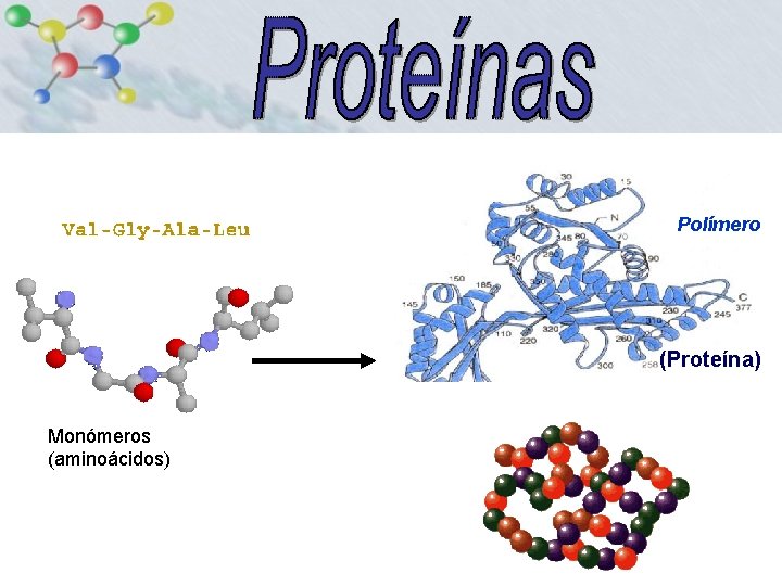 Polímero (Proteína) Monómeros (aminoácidos) 