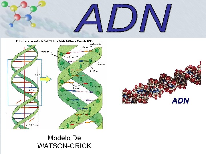 ADN Modelo De WATSON-CRICK 
