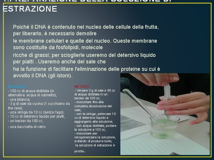 1. PREPARAZIONE DELLA SOLUZIONE DI ESTRAZIONE Poiché il DNA è contenuto nel nucleo delle