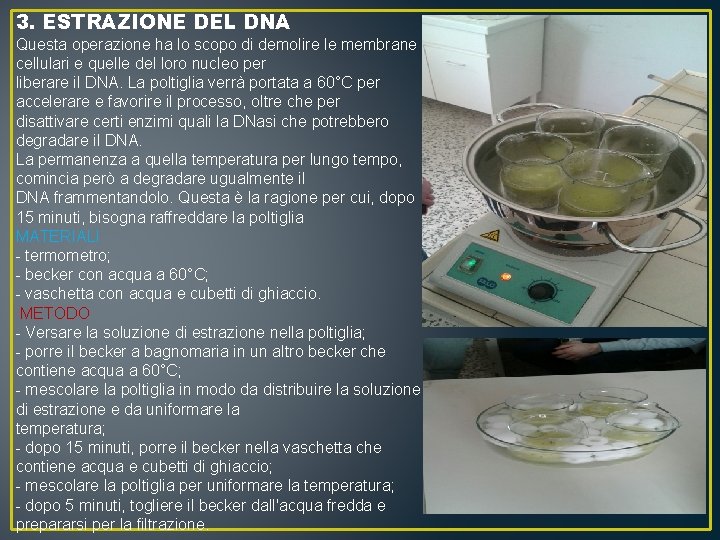 3. ESTRAZIONE DEL DNA Questa operazione ha lo scopo di demolire le membrane cellulari