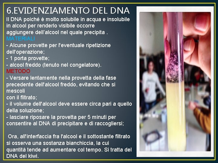 6. EVIDENZIAMENTO DEL DNA Il DNA poiché è molto solubile in acqua e insolubile
