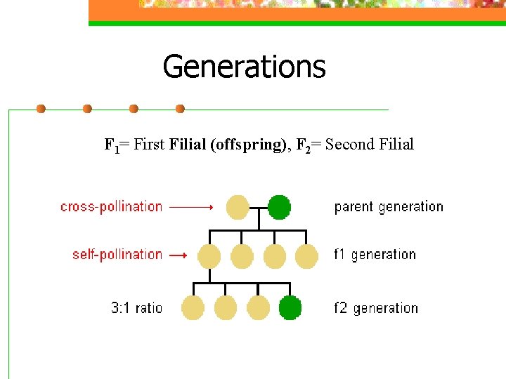 Generations F 1= First Filial (offspring), F 2= Second Filial 