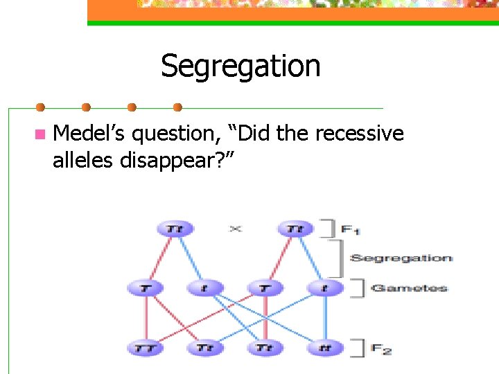 Segregation n Medel’s question, “Did the recessive alleles disappear? ” 