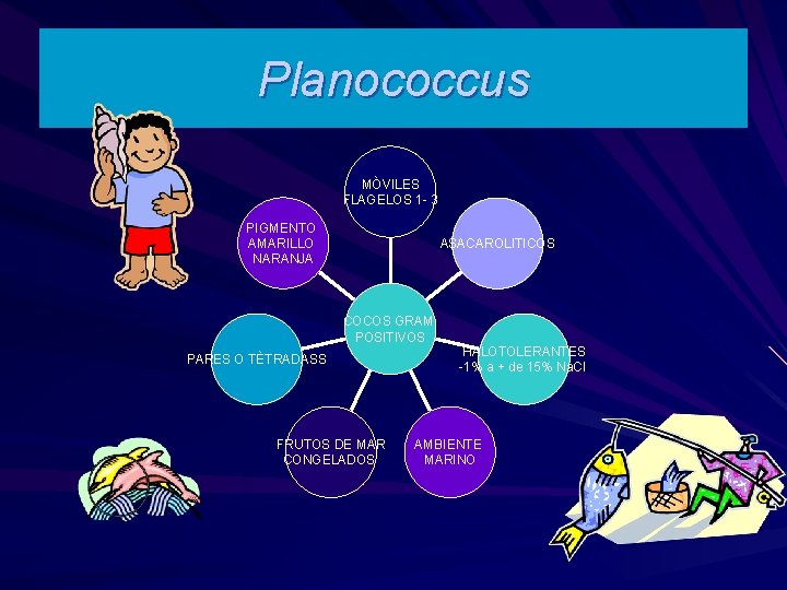 Planococcus MÒVILES FLAGELOS 1 - 3 PIGMENTO AMARILLO NARANJA ASACAROLITICOS COCOS GRAM POSITIVOS PARES