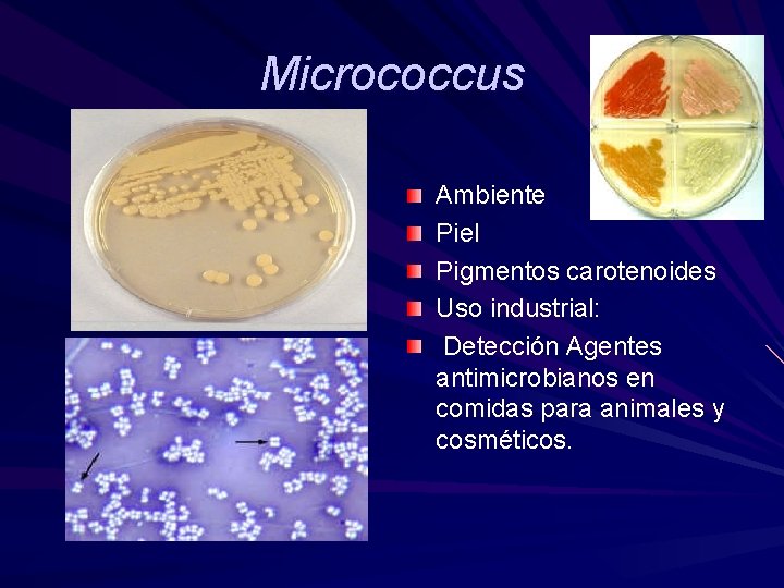 Micrococcus Ambiente Piel Pigmentos carotenoides Uso industrial: Detección Agentes antimicrobianos en comidas para animales