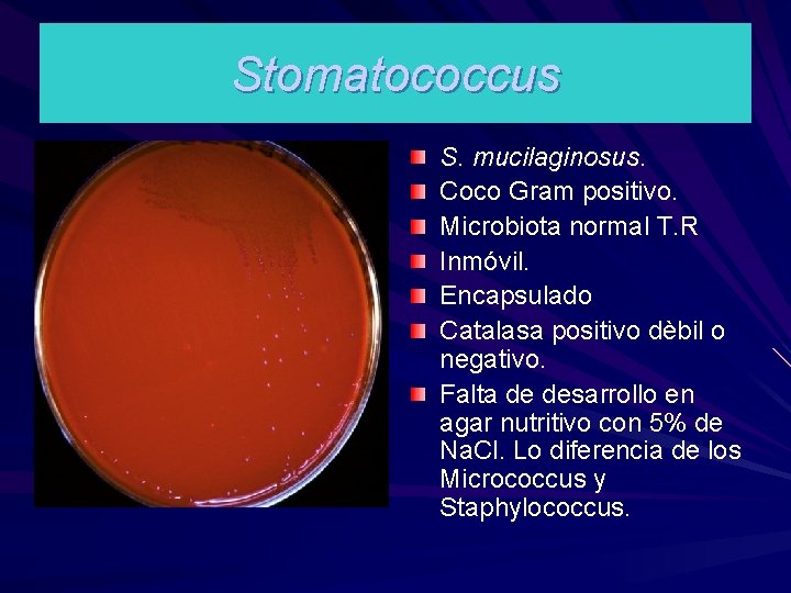 Stomatococcus S. mucilaginosus. Coco Gram positivo. Microbiota normal T. R Inmóvil. Encapsulado Catalasa positivo