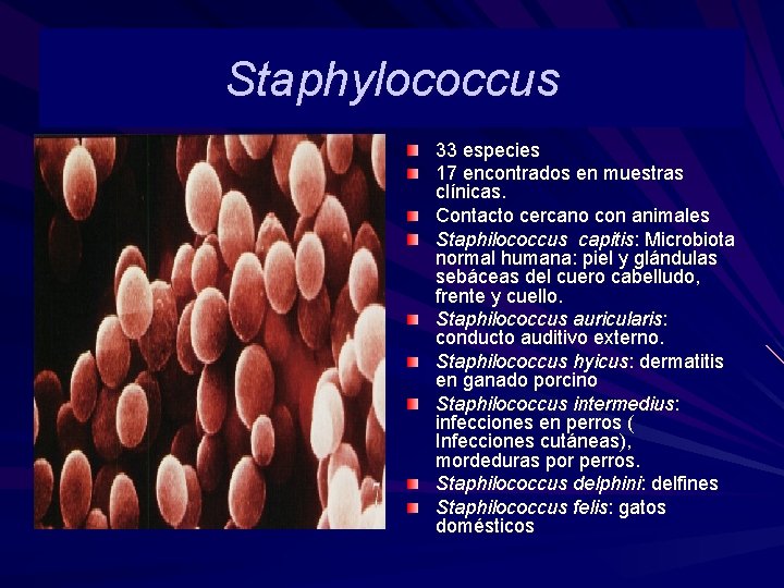 Staphylococcus 33 especies 17 encontrados en muestras clínicas. Contacto cercano con animales Staphilococcus capitis: