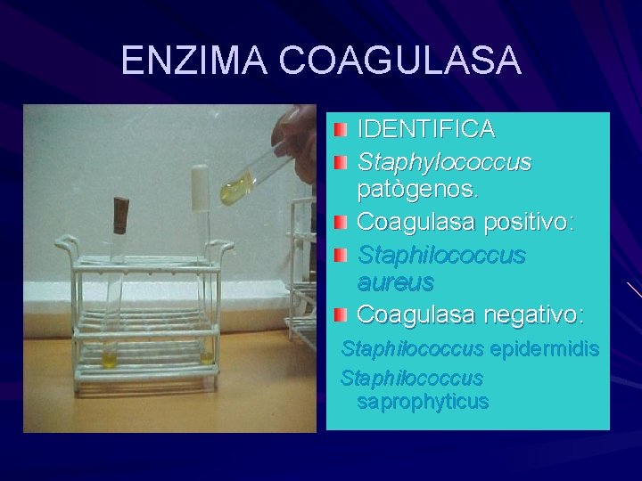 ENZIMA COAGULASA IDENTIFICA Staphylococcus patògenos. Coagulasa positivo: Staphilococcus aureus Coagulasa negativo: Staphilococcus epidermidis Staphilococcus