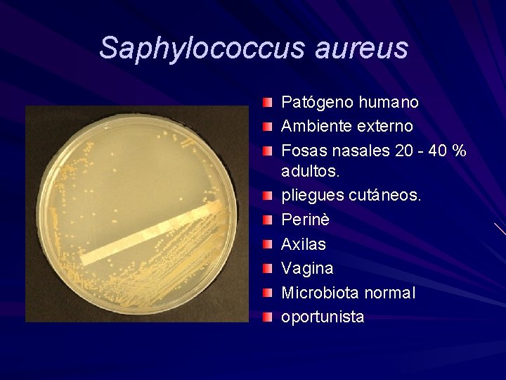 Saphylococcus aureus Patógeno humano Ambiente externo Fosas nasales 20 - 40 % adultos. pliegues