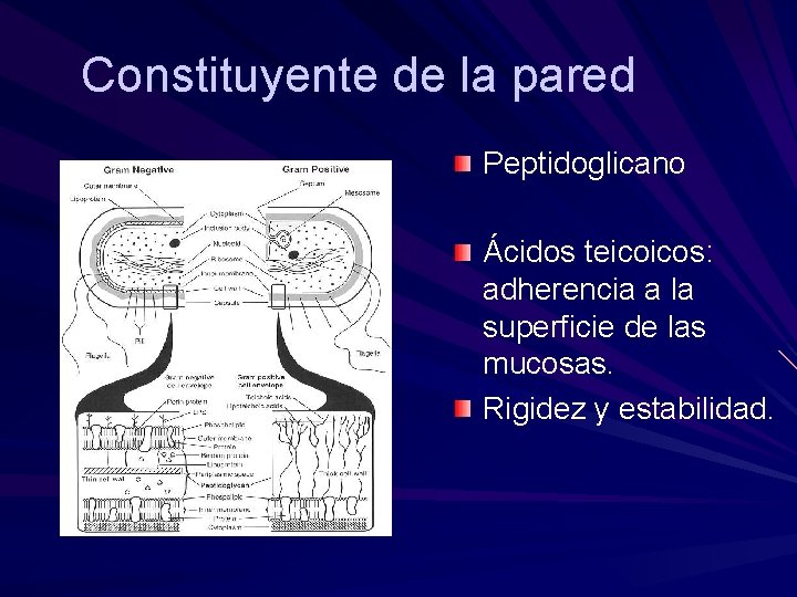 Constituyente de la pared Peptidoglicano Ácidos teicoicos: adherencia a la superficie de las mucosas.