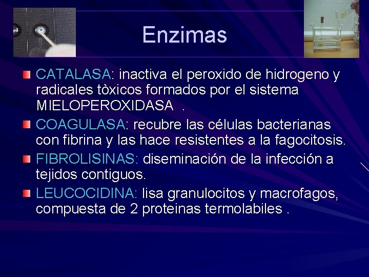 Enzimas CATALASA: inactiva el peroxido de hidrogeno y radicales tòxicos formados por el sistema