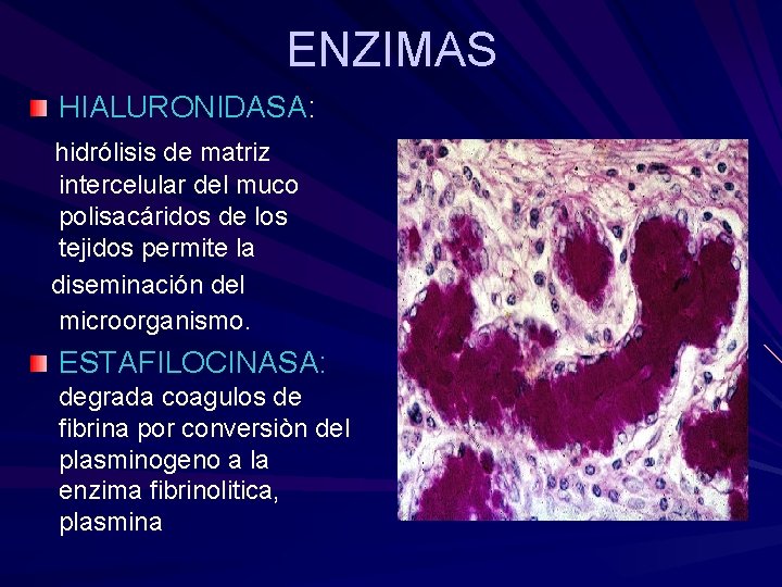 ENZIMAS HIALURONIDASA: hidrólisis de matriz intercelular del muco polisacáridos de los tejidos permite la