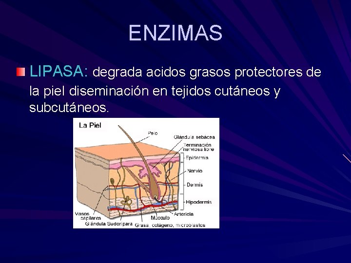 ENZIMAS LIPASA: degrada acidos grasos protectores de la piel diseminación en tejidos cutáneos y