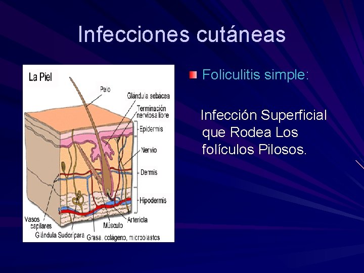 Infecciones cutáneas Foliculitis simple: Infección Superficial que Rodea Los folículos Pilosos. 