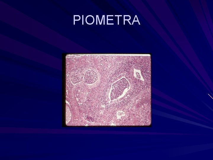 PIOMETRA 