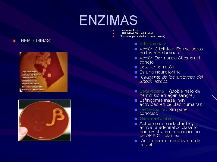 ENZIMAS Leucocitos PMN LISIS DE GLOBULOS ROJOS Toxinas para dañar membranas) HEMOLISINAS: Alfa-toxinas: Acción