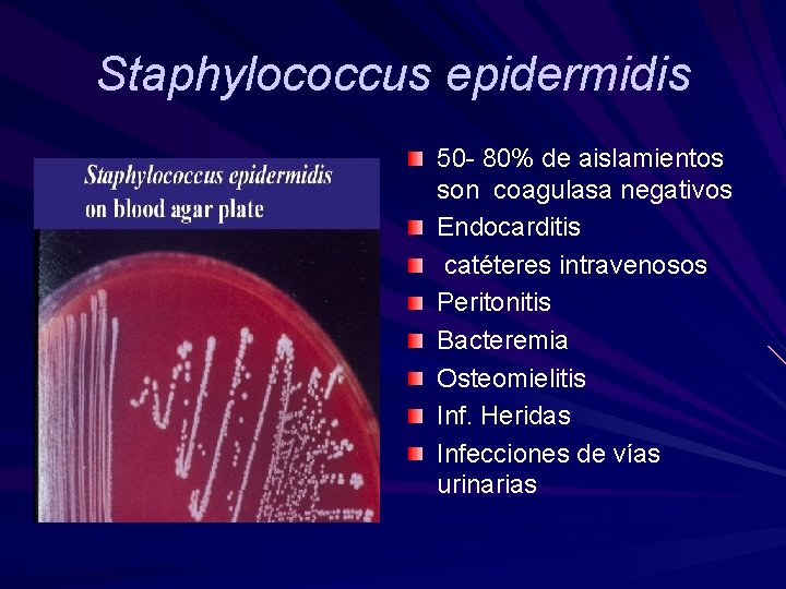 Staphylococcus epidermidis 50 - 80% de aislamientos son coagulasa negativos Endocarditis catéteres intravenosos Peritonitis