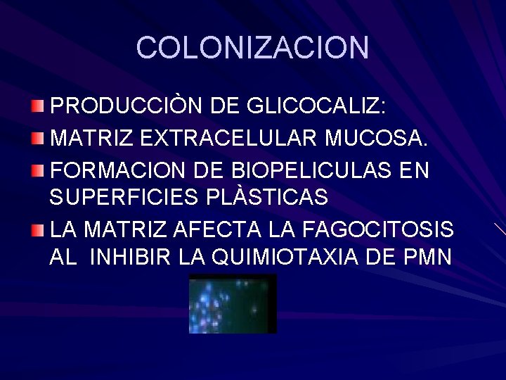 COLONIZACION PRODUCCIÒN DE GLICOCALIZ: MATRIZ EXTRACELULAR MUCOSA. FORMACION DE BIOPELICULAS EN SUPERFICIES PLÀSTICAS LA