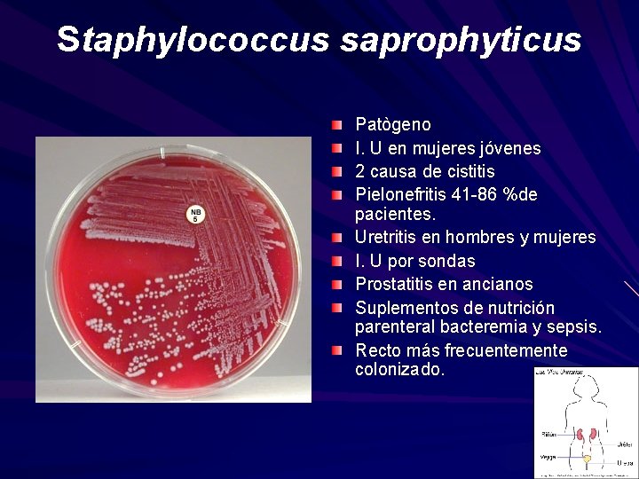 Staphylococcus saprophyticus Patògeno I. U en mujeres jóvenes 2 causa de cistitis Pielonefritis 41