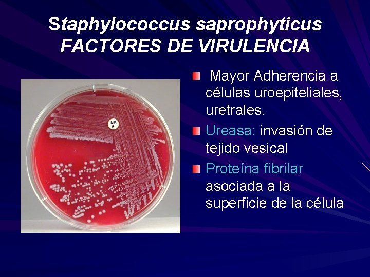 Staphylococcus saprophyticus FACTORES DE VIRULENCIA Mayor Adherencia a células uroepiteliales, uretrales. Ureasa: invasión de