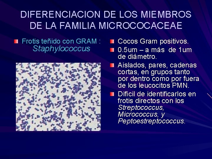 DIFERENCIACION DE LOS MIEMBROS DE LA FAMILIA MICROCOCACEAE Frotis teñido con GRAM : Staphylococcus