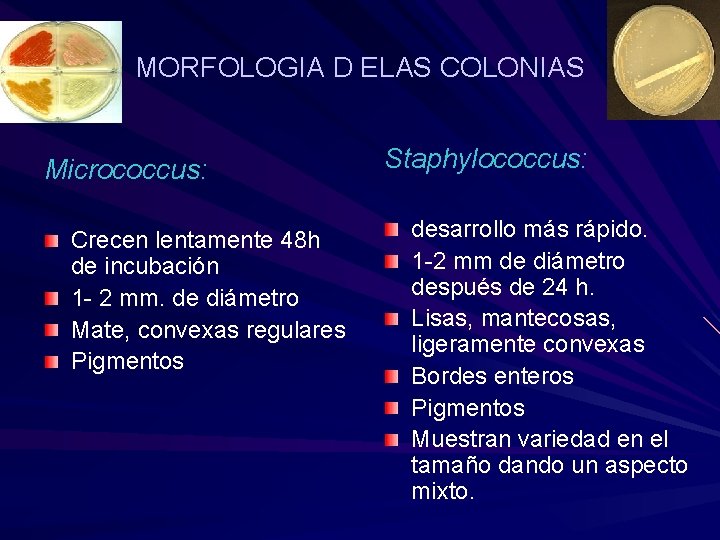 MORFOLOGIA D ELAS COLONIAS Micrococcus: Crecen lentamente 48 h de incubación 1 - 2