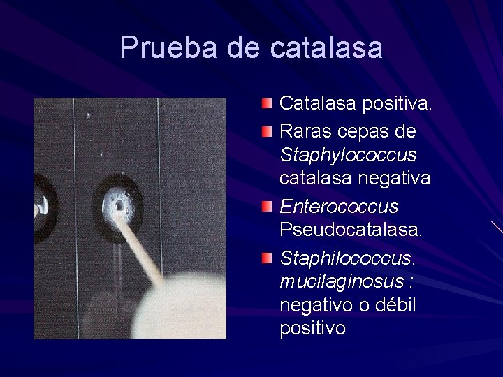 Prueba de catalasa Catalasa positiva. Raras cepas de Staphylococcus catalasa negativa Enterococcus Pseudocatalasa. Staphilococcus.