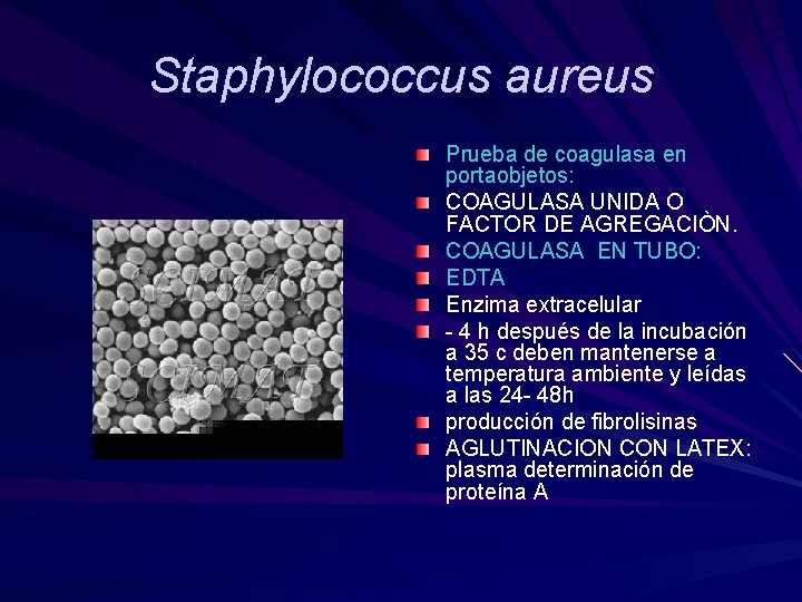 Staphylococcus aureus Prueba de coagulasa en portaobjetos: COAGULASA UNIDA O FACTOR DE AGREGACIÒN. COAGULASA