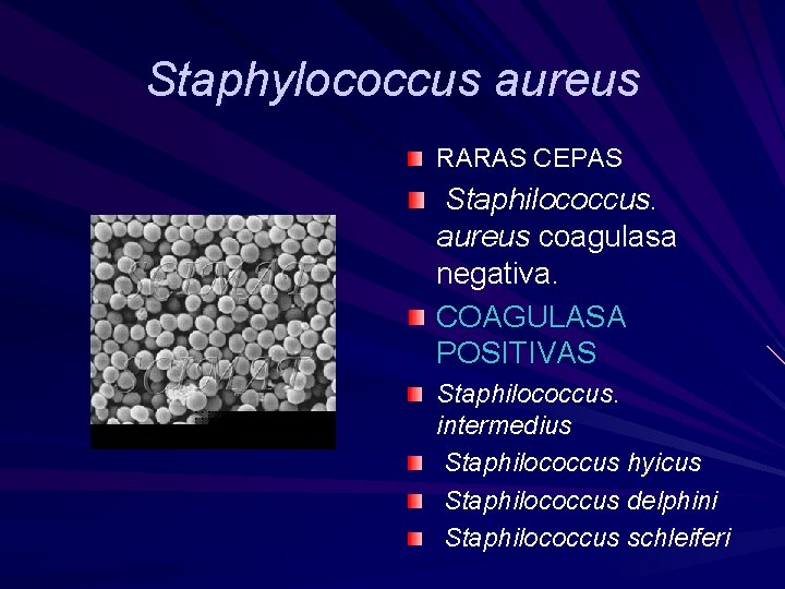 Staphylococcus aureus RARAS CEPAS Staphilococcus. aureus coagulasa negativa. COAGULASA POSITIVAS Staphilococcus. intermedius Staphilococcus hyicus