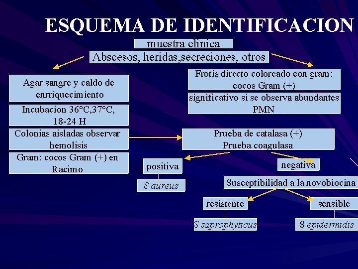 ESQUEMA DE IDENTIFICACION muestra clinica Abscesos, heridas, secreciones, otros Frotis directo coloreado con gram: